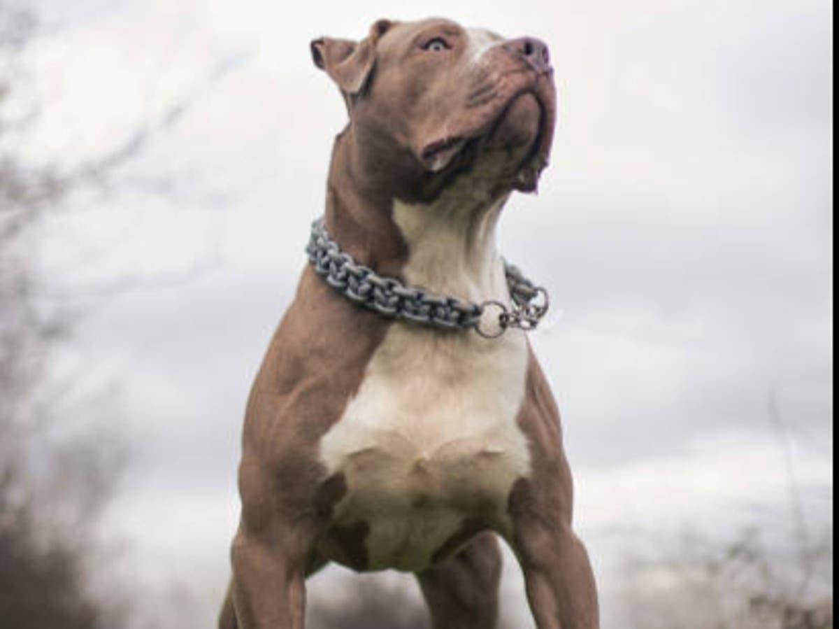 Texas woman attacked and killed by her own dog on her birthday